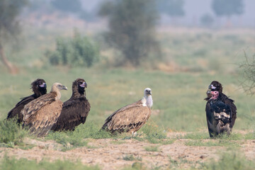 Eurasian griffon vulture or Gyps fulvus at desert national park, Rajasthan,India