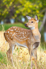Beautiful sika deer in the autumn forest against the background of colorful foliage of trees. The deer looks to the sides and chews the grass. Fabulous forest autumn landscape with wild animals.
