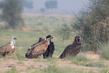 Eurasian griffon vulture or Gyps fulvus at desert national park, Rajasthan,India