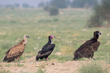 Eurasian griffon vulture or Gyps fulvus at desert national park, Rajasthan,India