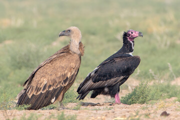Eurasian griffon vulture or Gyps fulvus at desert national park, Rajasthan,India