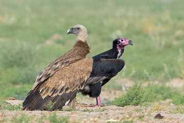 Eurasian griffon vulture or Gyps fulvus at desert national park, Rajasthan,India