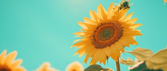 Obraz premium Vibrant sunflower under a clear blue sky on a sunny day, showcasing the beauty of nature.