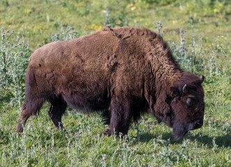 American Bison (Buffalo) Adult Grazing. Bison Paddock, Golden Gate Park, San Francisco, California, USA. © Yuval Helfman