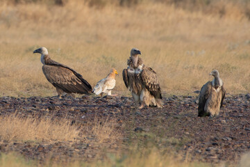 Eurasian griffon vulture or Gyps fulvus at desert national park, Rajasthan,India