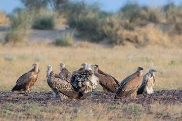Eurasian griffon vulture or Gyps fulvus at desert national park, Rajasthan,India
