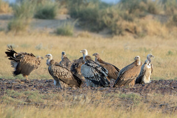 Eurasian griffon vulture or Gyps fulvus at desert national park, Rajasthan,India