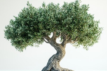 A lush olive tree with its silver-green leaves and thick, gnarled trunk