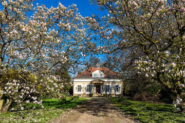 Villa Rauch und Magnolienblüte in Heilbronn