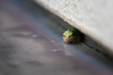 壁の隙間に身をひそめるアマガエル
