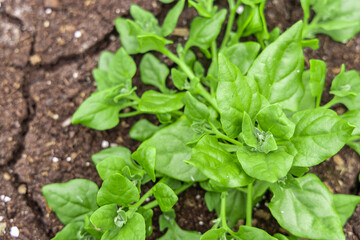 Lush green miner's lettuce growing in rich soil, its round leaves thriving in a garden setting. Selective focus