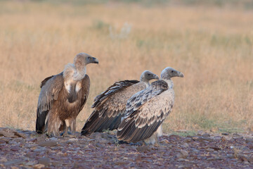 Eurasian griffon vulture or Gyps fulvus at desert national park, Rajasthan,India