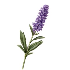 Exquisite Lavender Stem Art on White Background