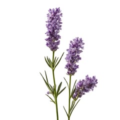 Obraz premium Elegant Lavender Stalks in Full Bloom