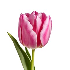 Naklejka premium Vibrant Pink Tulip with Green Leaf