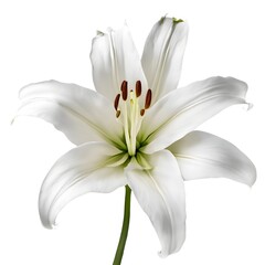 Fototapeta premium Graceful White Lily Blooming in Tranquility