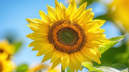 Obraz premium Bright sunflower blooming against a clear blue sky on a sunny day.