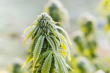 Cannabis plant covered with frost crystals growing on a field in the morning sun. Selective focus