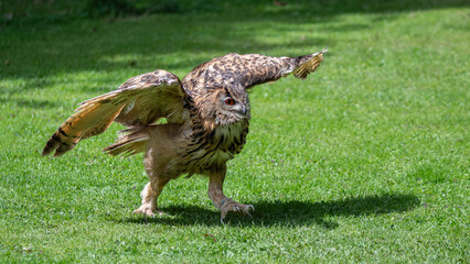 eagle owl ground hunting  