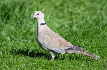 collard dove on the grass