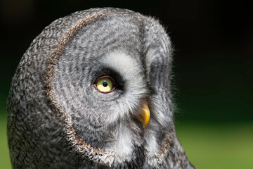 great grey owl close up head portrait