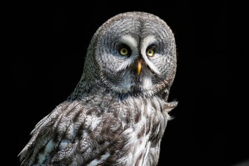 great grey owl facing portrait black background