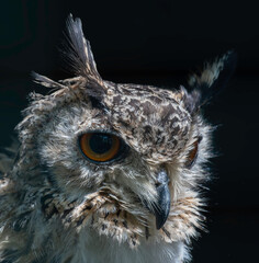 great horned owl long eared