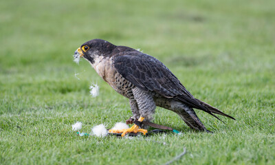peregrine falcon on kill