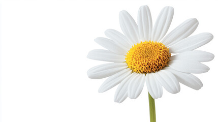 Fototapeta premium Daisy flower with white petals and yellow center, isolated on white background.