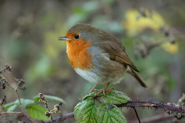 robin on a bramble branch christmas scene