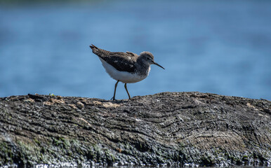 sandpiper young bird on a log
