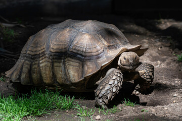 tortoise smiling as he passes by