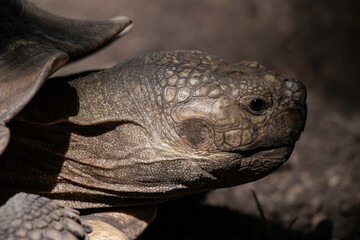 tortoise close up head shot side view