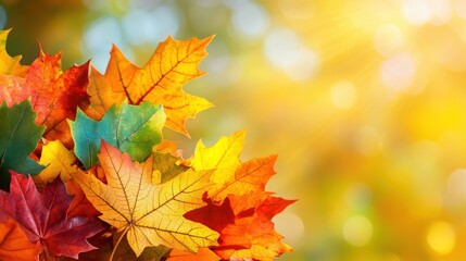 Fototapeta premium Vibrant autumn leaves in sunlight, showcasing brilliant seasonal colors.