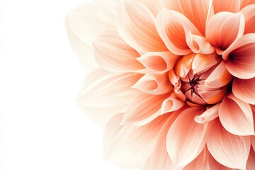Fototapeta premium A pink flower blooms on a white background