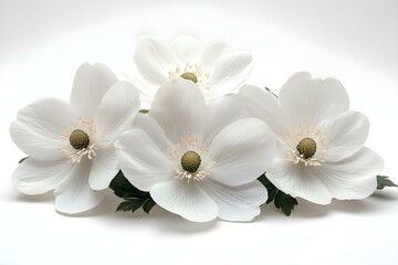 Fototapeta premium Cluster of Elegant White Flowers in Full Bloom
