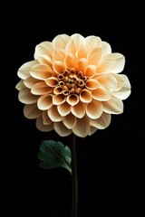 A close-up of a single flower sitting on a black surface, providing contrast and focus