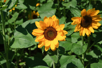 Obraz premium Sunflowers blooming in the park