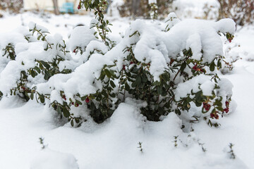 Vaccinium vitis idaea Koralle in the garden with berries under the snow