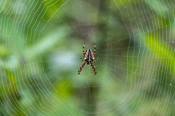 Spinnennetz mit Kreuzspinne