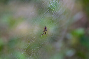 Spinnennetz mit Kreuzspinne