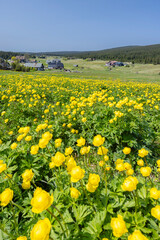 Spring landscape with Jizerka near Korenov, Northern Bohemia, Czech Republic