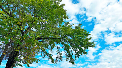 木と雲が多めな青空