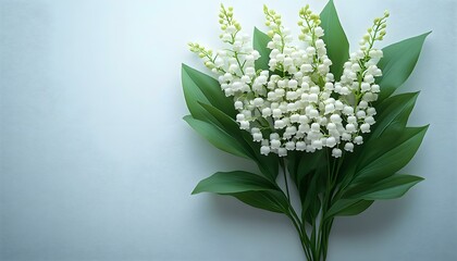 Cluster of Fresh White Flowers