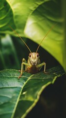 Fototapeta premium Close up portrait of a vibrant green grasshopper on a leaf, highlighting its intricate features including compound eyes, antennae, and textured exoskeleton