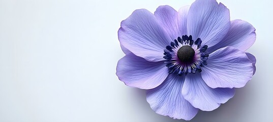 Obraz premium Purple Flower with a Black Center