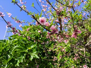 Pink blossoms bloom on a tree branch against a clear blue sky, with green leaves and another tree...