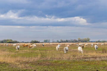 Cow in Hortobagy National Park, UNESCO World Heritage Site, Puszta is one of largest meadow and...