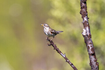 redwing trush on a branch