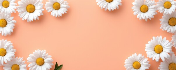 Obraz premium Daisies with bright white petals on a soft peach background, perfect for seasonal decor.